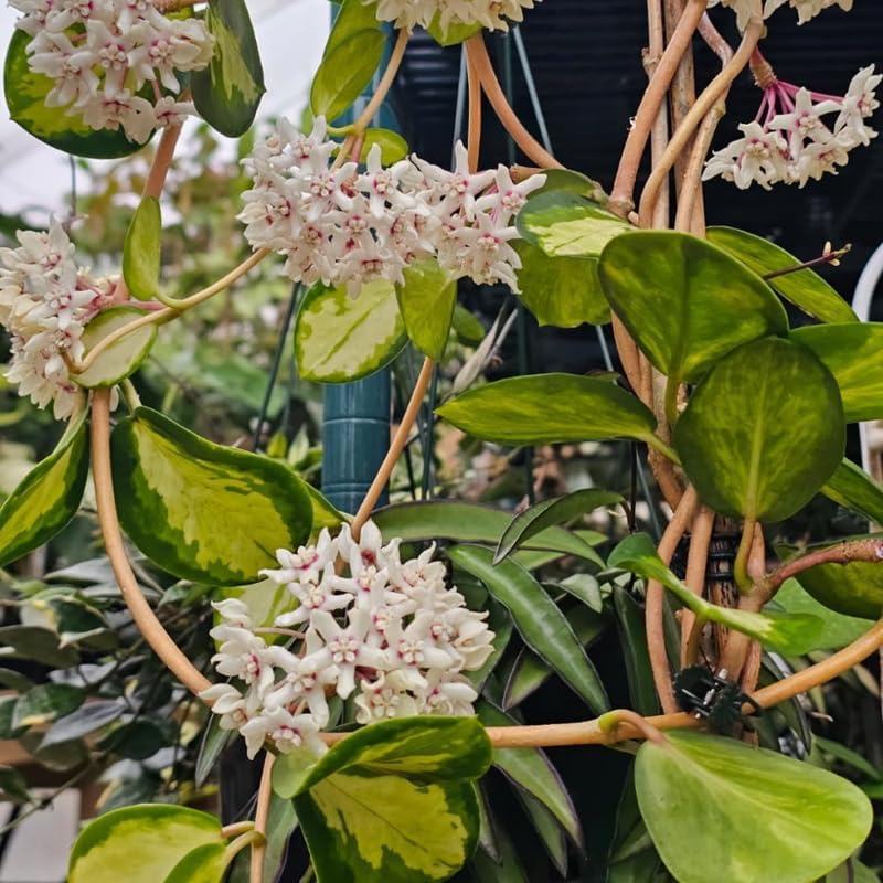 Hoya Plant, Rare Hoya Australis Lisa, 4 Inch Pot, Easy Care Climbing Vine, Green Wax Foliage for Shelves and Hanging Pots