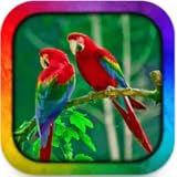 Birds Live Wallpaper Android 2025