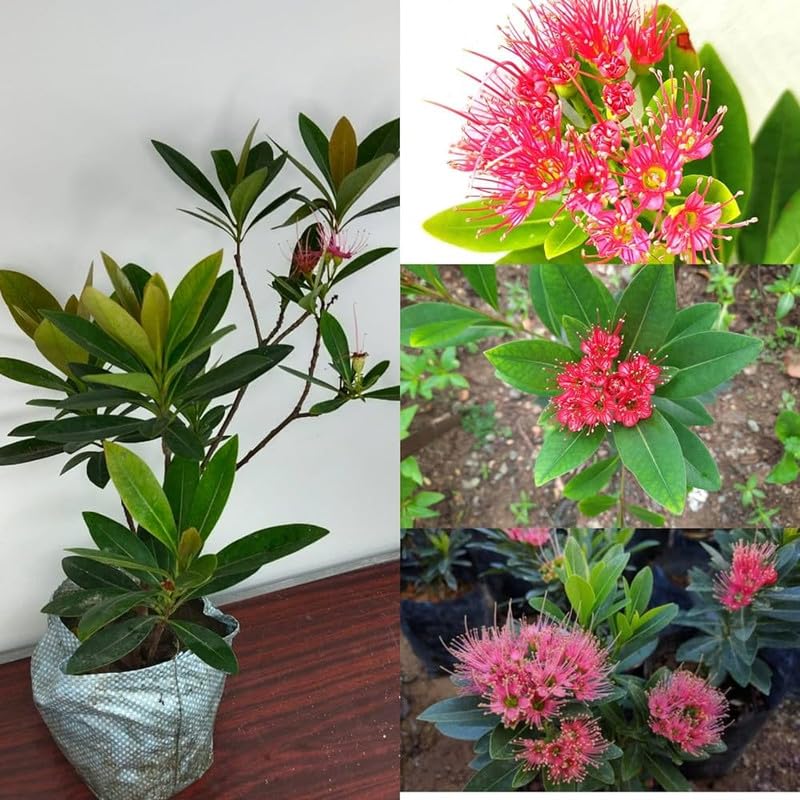 First Love pink Flower Live Plant (Xanthostemon chrysanthus) First Love Fragrant Flower Plant For Farming Pack Of 1 (B0CX5M92HV) Amazon Price History, Amazon Price Tracker