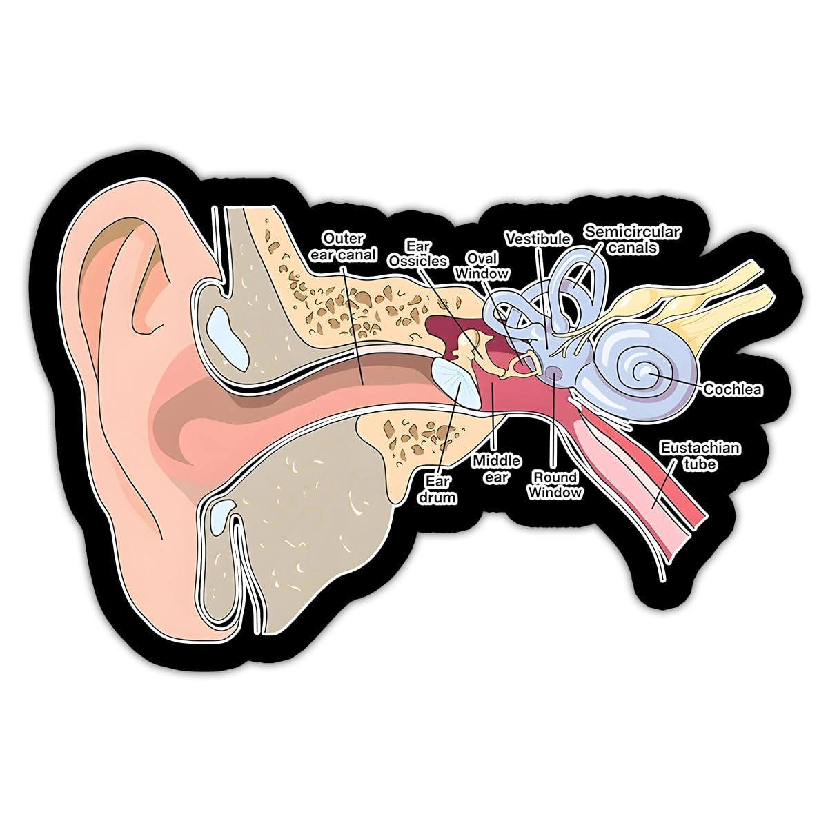Human Ear Anatomy Labeled Vinyl Sticker – Inner Middle Outer Ear Diagram for Medical Study, Biology Class, Laptop & Wall Decal