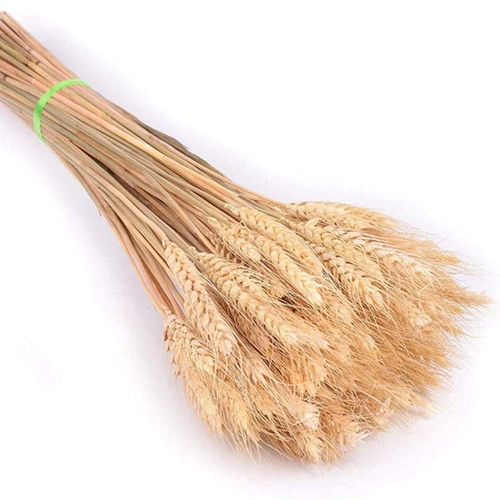 30 sztuk małe trzciny naturalne suszone małe Pampas trawa Phragmites sztuczne rośliny bukiet kwiatów ślubnych do wystroju domu, jak pokazano6, 30 sztuk