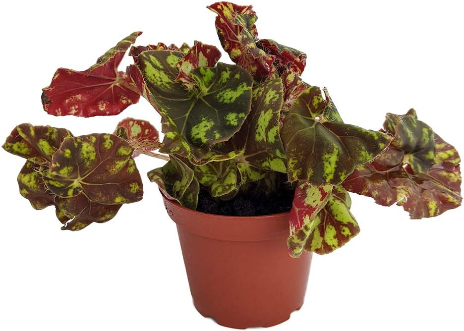 Zumba Rex Begonia Plant Magic Color Series Trending