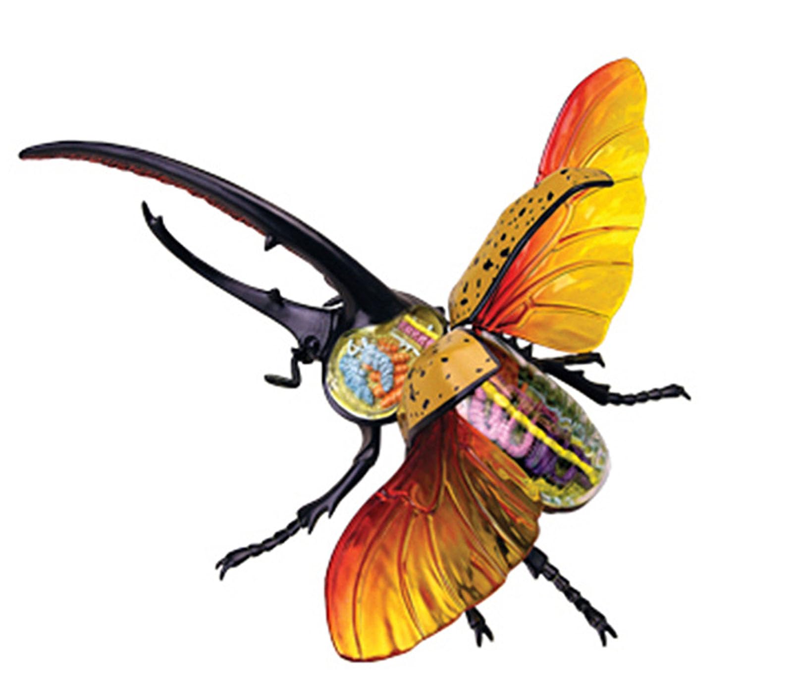 Drfghk 4D Vision Beetle Anatomy Model, Insect Anatomy Model Biology Organs Model Puzzle Torso Body Model Anatomical Models Insect Organ Model
