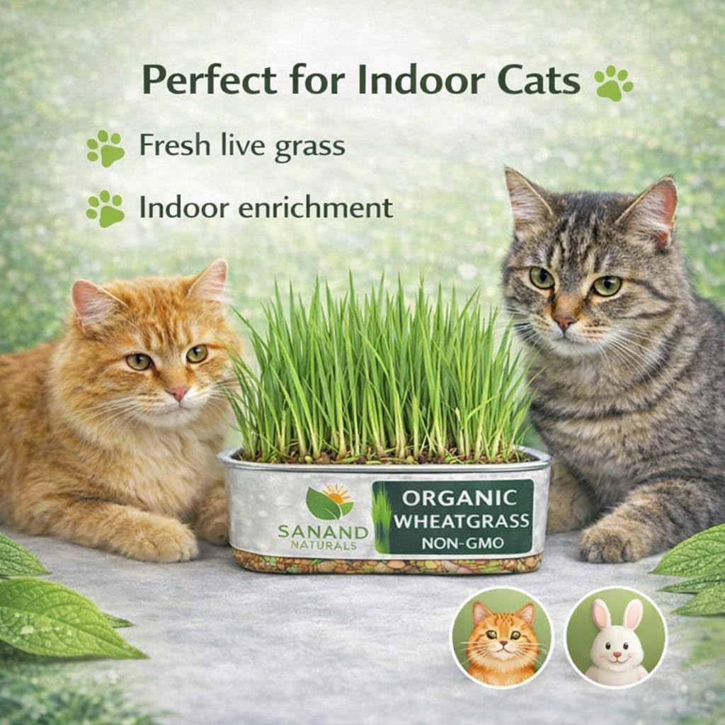 Fresh Pet Wheatgrass Tray for Cats and Dogs – Ready to Eat Cat Grass for Indoor Pets | Supports Natural Digestion & Hairball Control | Organic Non-GMO Green Treat — Amazon image 6