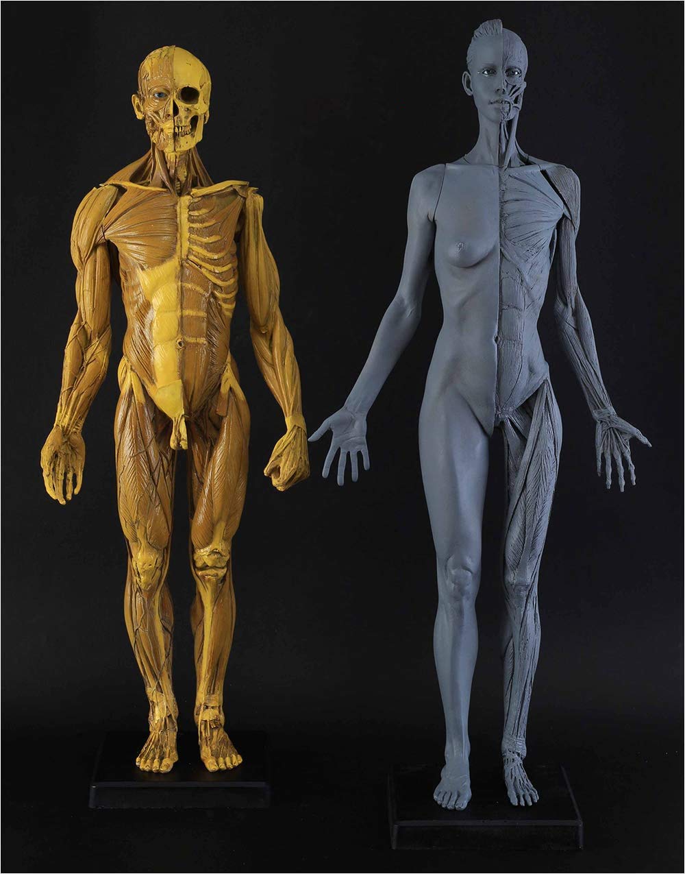 Modèle de Figure d'anatomie Humaine - Modèle d'os Musculaire Anatomique Humain de 23,6 Pouces - Figure d'anatomie féminine et Masculine pour l'étude de Dessin d'artiste médical,A