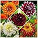 Produktbild Dahlien knollenDahlia Mix | Großblütige Dahlie Gemischt | Bunte Blumen | 5 Knollen-5 Zwiebeln,1