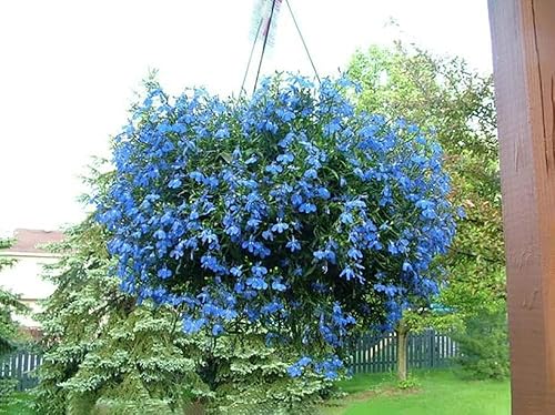Miniatura 3 de Más de 10000 semillas de tomillo rastrero para plantar (Thymus serpyllum) Semillas de cobertura de suelo polinizadas abiertas fáciles de cultivar