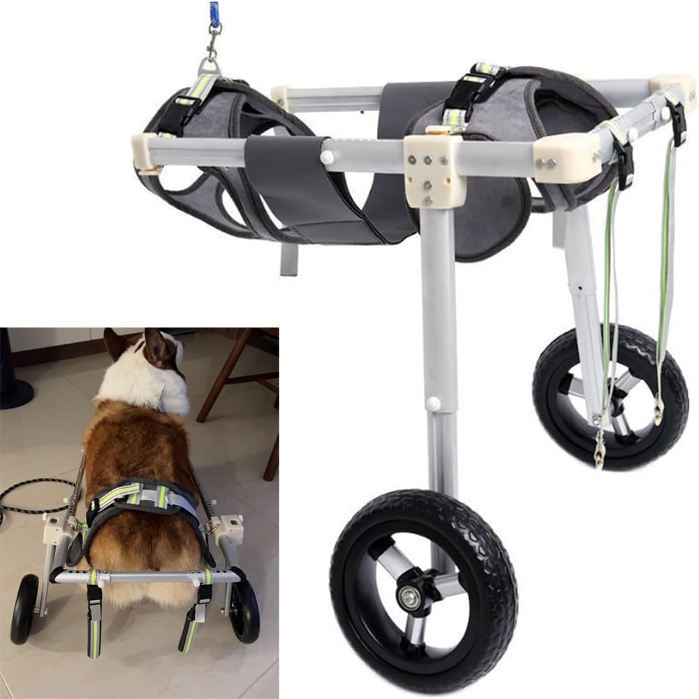 Silla de ruedas para perros con patas traseras lesionadas: la solución definitiva para andar