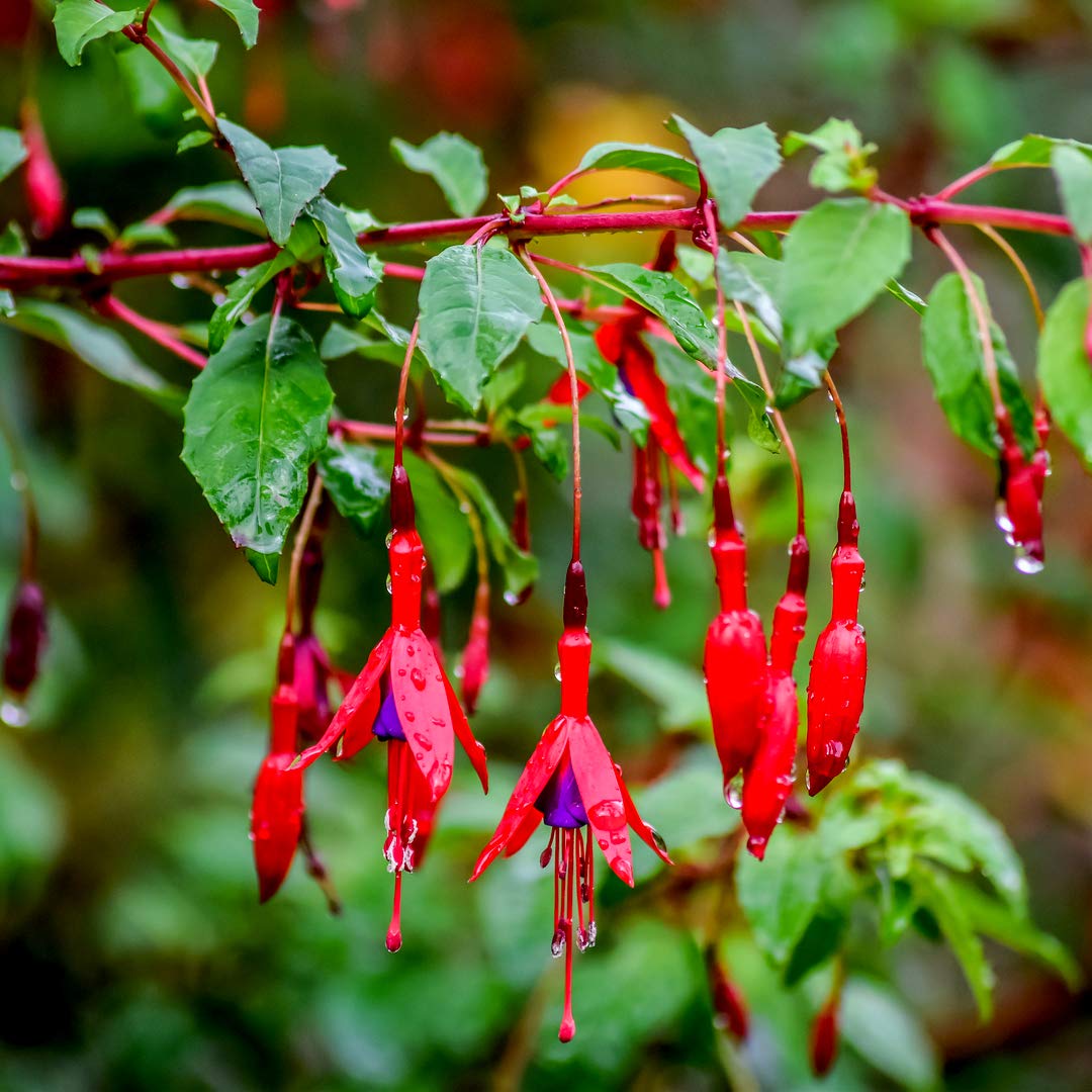Hardy Fuchsia 'Fuchsia Riccartonii' in 1.5L Pot, Stunning Flowering Shrub 3fatpigsĀ®