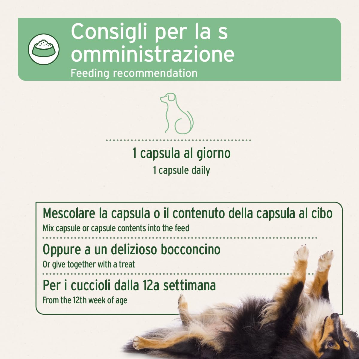AniForte protezione zecche per cani 35-50 kg, 60 capsule – scudo naturale contro zecche e parassiti, protezione antiparassitaria, antiparassitario e repellente zecche