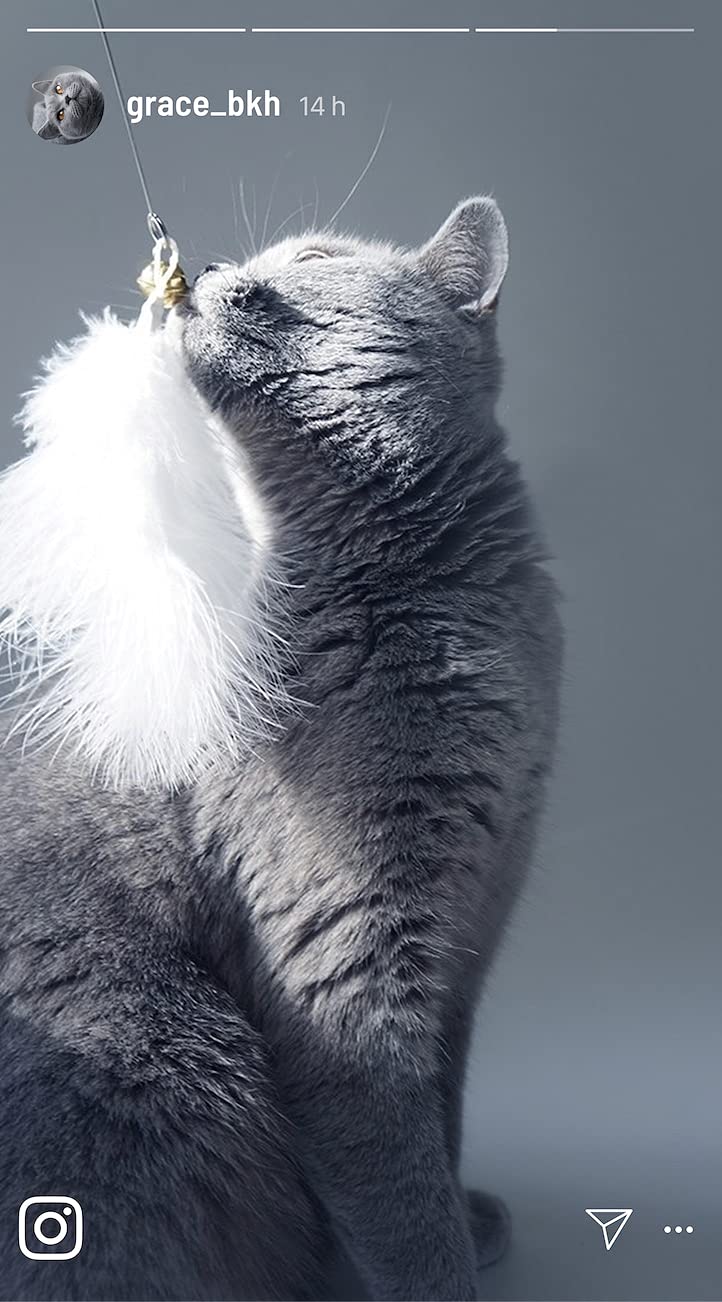 Jouet de pêche pour chat - Fil long et solide avec 4 pendentifs interchangeables avec plumes - Cuir véritable - Fabriqué à la main en Allemagne - Jouet naturel pour chat