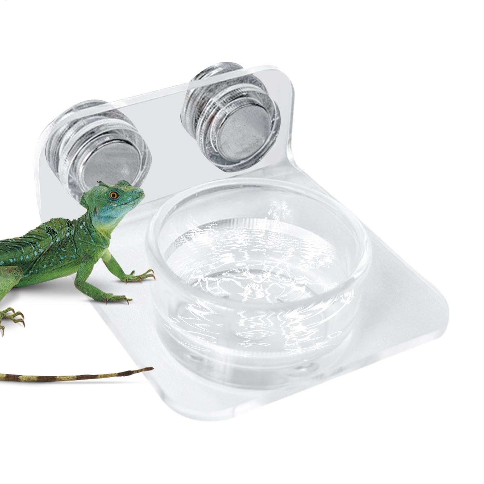 Mensola Mangiatoia Stazione Mangiatoia Rettili Cibo Ripiano Cibo | Vassoio Cibo , Lucertola, Serpente, Tartaruga, Rana, Camaleonte, Drago Barbuto, Iguana, Testuggine, Anolide, Scinco, Varano,
