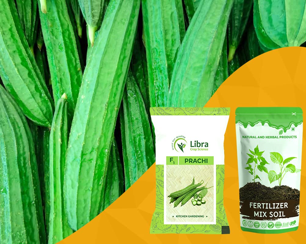 Vegetable Seeds | Ridge Gourd | Farming | Home | Garden | Hybrid | Kitchen | Planting | Terrace | Balcony | Eating | Luffa | Turai | Peechinga | Peerkangai Tori - 03 Gram : 17 Seed (PRACHI) (B0B2PK5GNB) Amazon Price History, Amazon Price Tracker