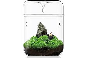 Venus Fly Trap Terrarium