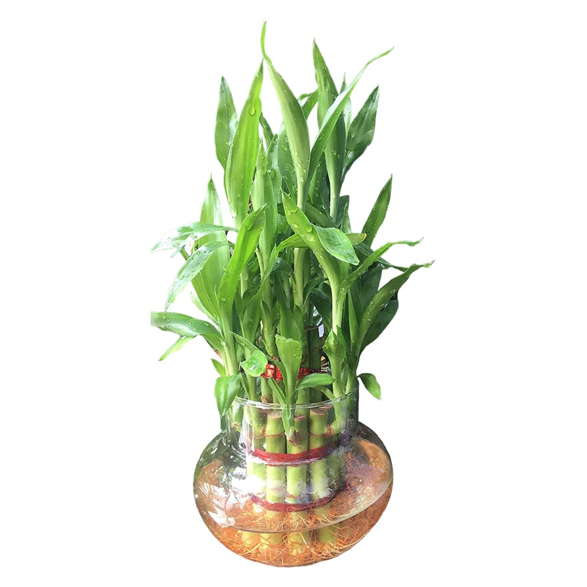 GIRISHA TRADERS Two Layer Lucky Bamboo Feng Shui good luck fortune Live Indoor Vastu Plant with Glass Bowl for home & Office Decor (without Jelly Balls & Stones) (B0C79L8NYT) Amazon Price History, Amazon Price Tracker