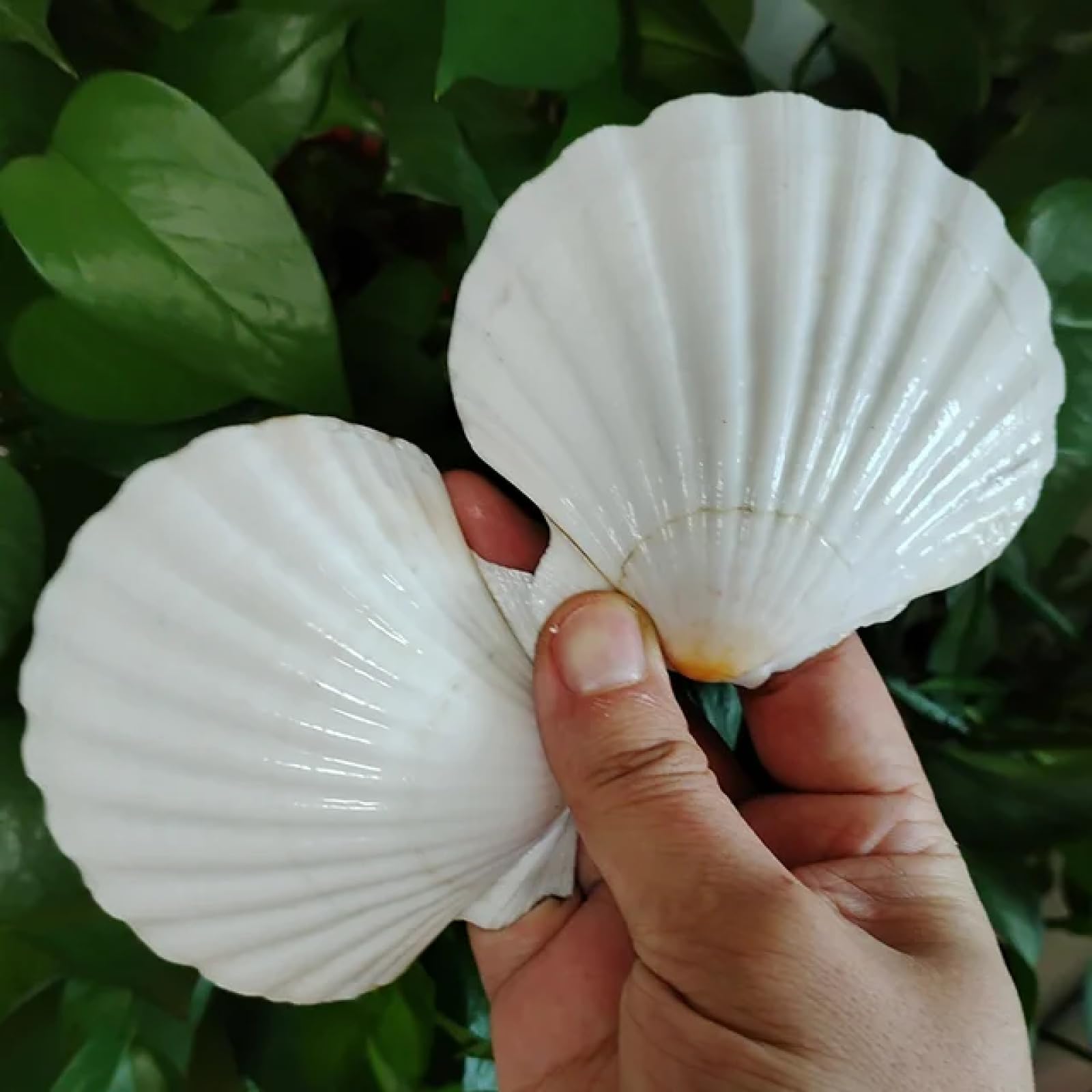 Conchiglie marine riempitivi per vasi, 2 pezzi, 9-12 cm, conchiglie arancioni naturali, conchiglie bianche a smerlo, speciale per dipingere la decorazione dell'acquario, 9-12 cm, stile A