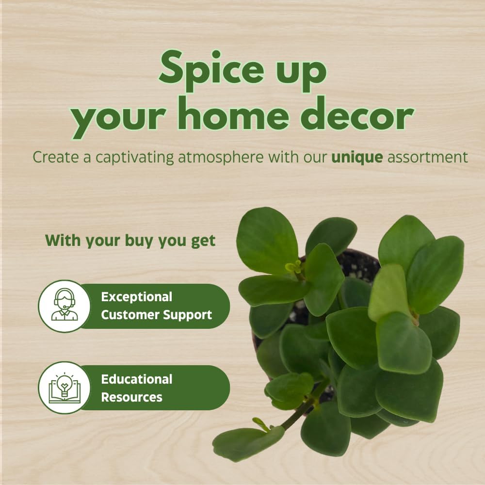 BubbleBlooms Peperomia Hope, 2 inch Set of 3, tetraphylla Tiny Mini Pixie Plants