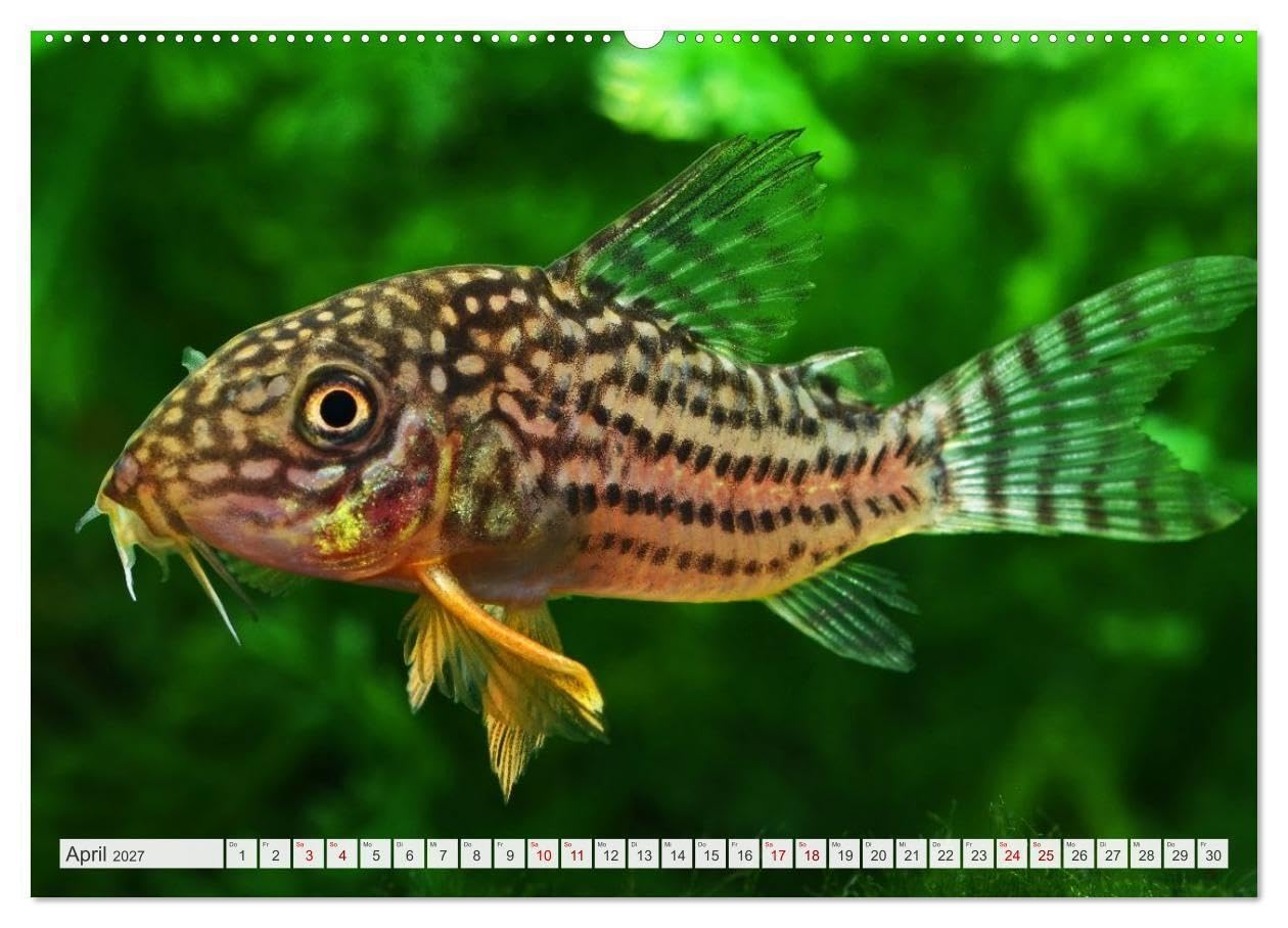 Beliebte Fische der Welt (hochwertiger Premium Wandkalender 2027 DIN A2 quer), Kunstdruck in Hochglanz: Aquaristik - Farbenprächtige Süßwasserfische (CALVENDO Hobbys)