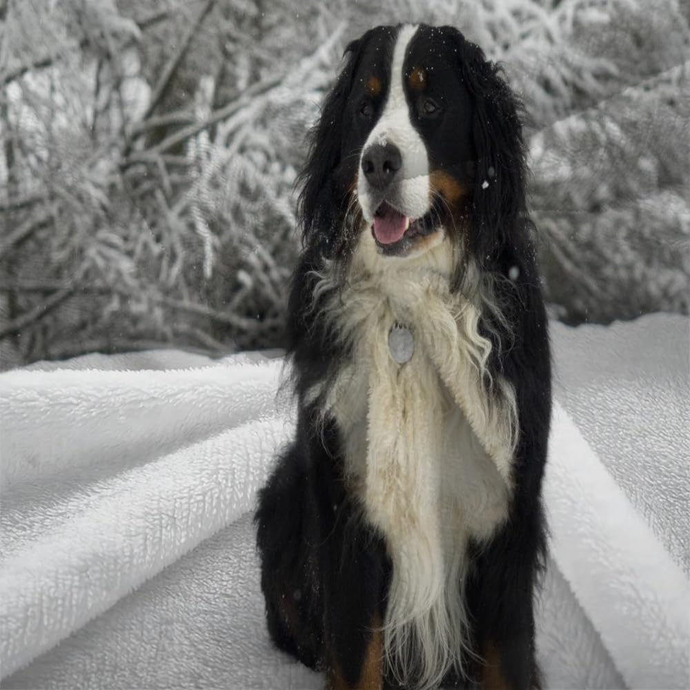 Douce Flanelle Couverture Polaire 3D Chien Montagne Bernois Microfibre Fluffy Couverture de literie 2 Personne Chien Compagnie Enfant Adultes Fille Garcon Sherpa Couverture de canapé 150x200cm