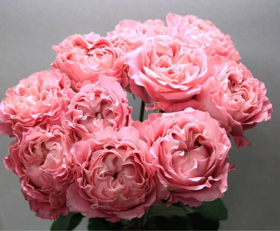 切り花種バラ苗 バラ