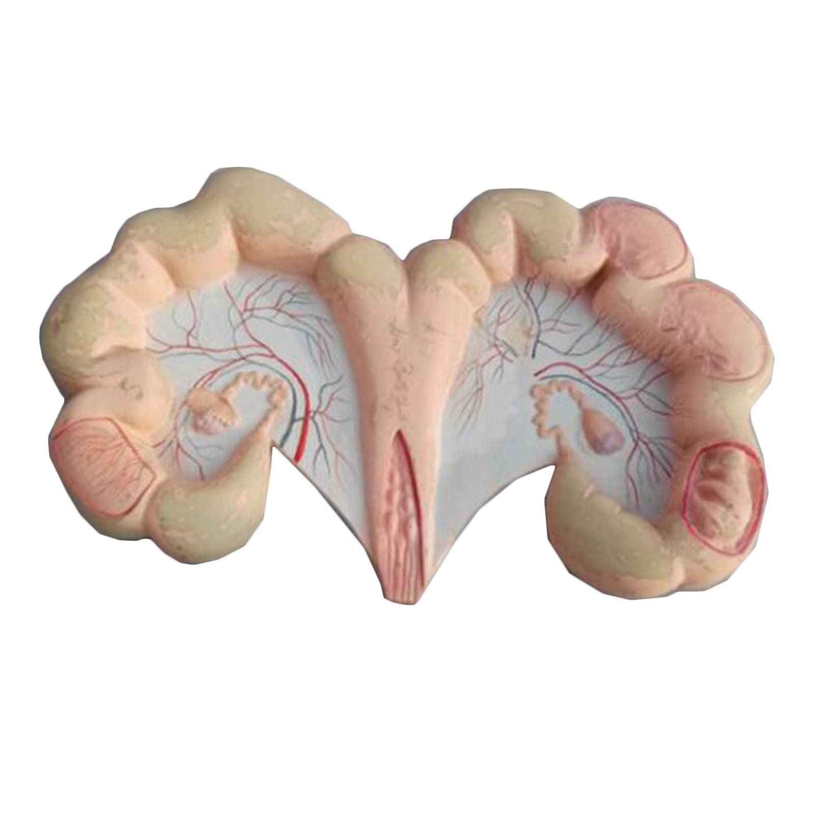K99 Pig Uterus Anatomical Model - Uterus & Ovary Model - Reproductive System Animal Body Anatomy Replica for Doctors Office Educational Tool