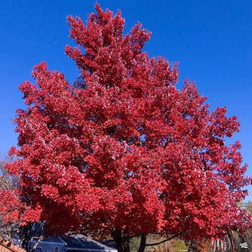 Red Maple Seeds For Sale: Your Guide To Growing Success