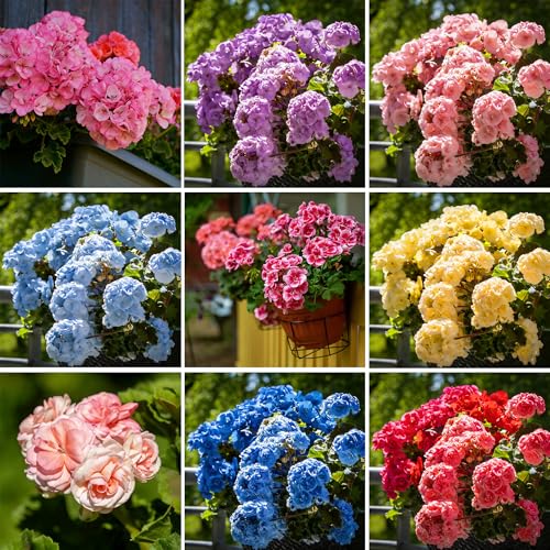 Mixrug Mix Geranium Seeds for Planting 45+pcs Rare Perennial Geranium Flower Seeds Plants Non-GMO Heirloom Rare Beauty Home Garden Blooms Flowers Plants for Outdoors Indoors