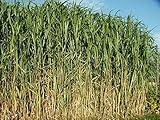 Blütezeit: August bis September