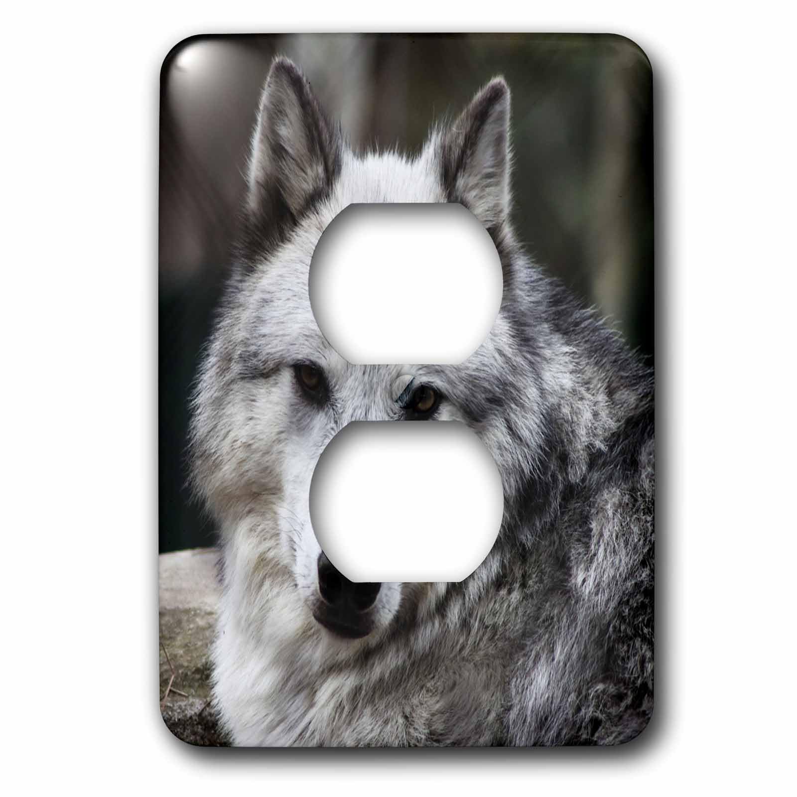 Gris loup regardant plaque double prise de finition luxueuse pour decoration
