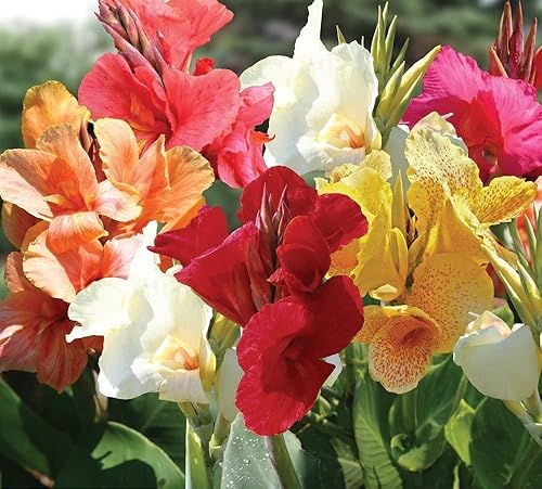 Mixed Tall Canna Lily Value Bag - Surtido de lirios de cana, rojo, amarillo, rosa (3 bombillas)