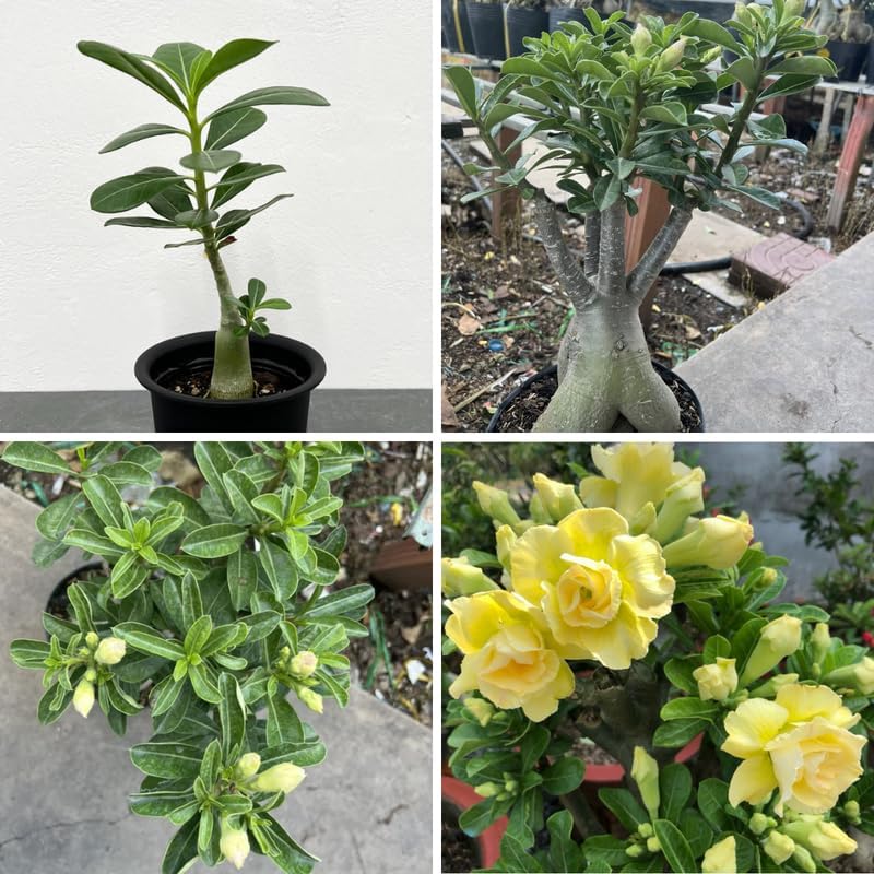 Miniatura 2 de Adenium Desert Rose - Planta viva de rosa del desierto doble amarilla, plantas suculentas de 4 a 7 pulgadas de largo, jardinería en interiores y
