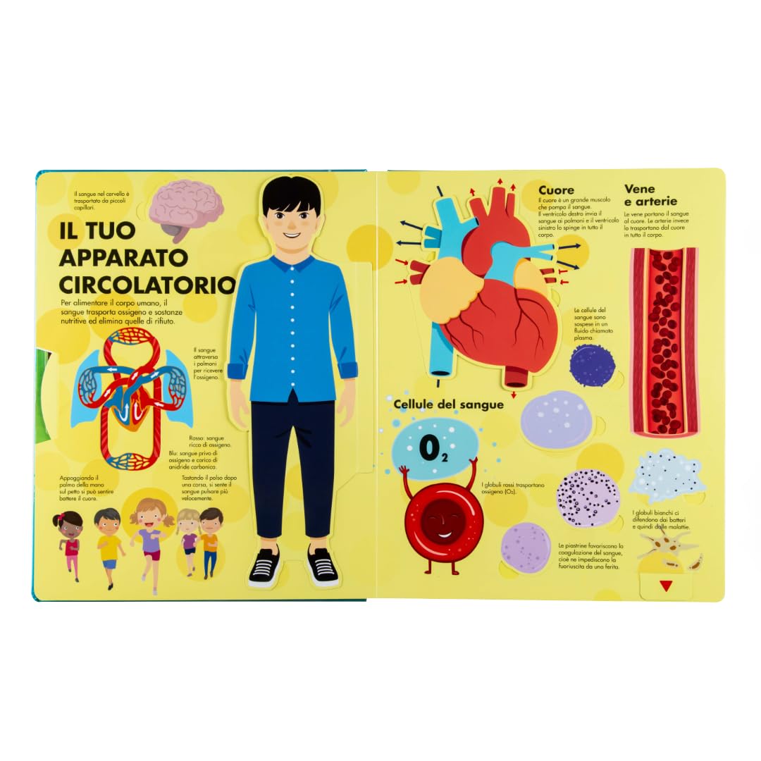 Corpo umano. Il libro dei flip-flap. Ediz. a colori