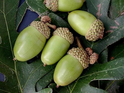 Miniatura 2 de Árboles de roble blanco para plantar  Plántulas de árboles vivos  No Ship to California (5 árboles)