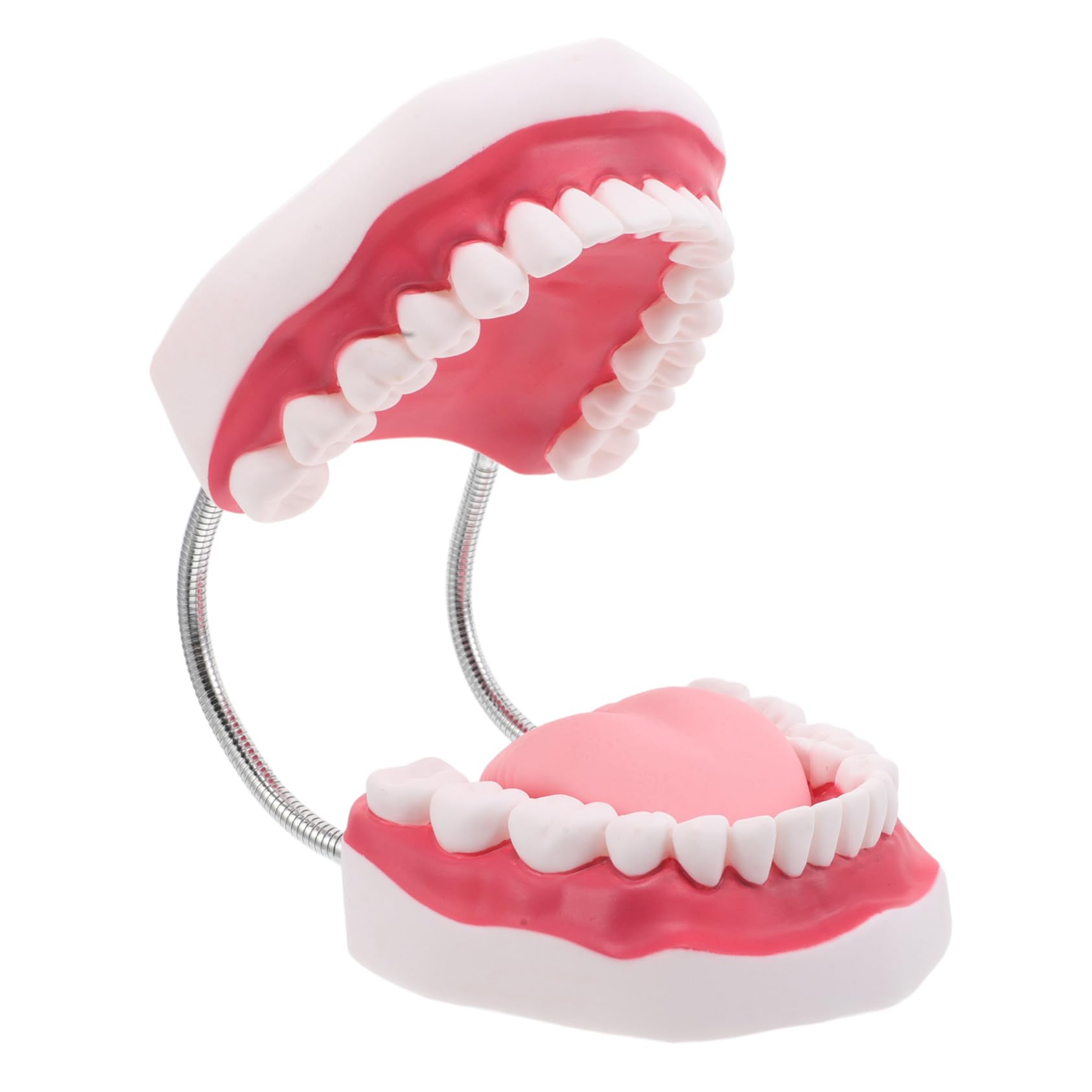 BESTYASH Modello Di Protesi Dentaria Ortodontica Modello Di Denti Per Istruzione Tipodonti Strumento Di Intaglio Per Studenti Di Odontoiatria Didattico