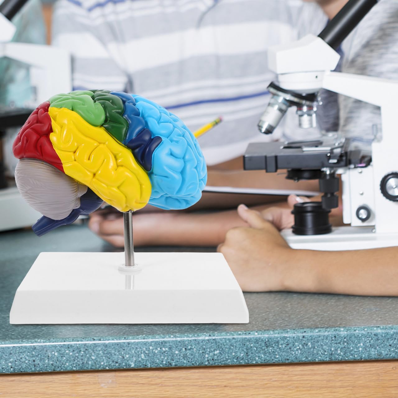 VALICLUD Modello del cervello a grandezza naturale Modello anatomico Destro Cervello Per Formazione Medica E Studi Anatomici Aree contrassegnate Strumento di apprendimento indispensabile