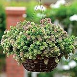 Park Seed Kirigami Ornamental Oregano Seeds, Pack of 20 Seeds