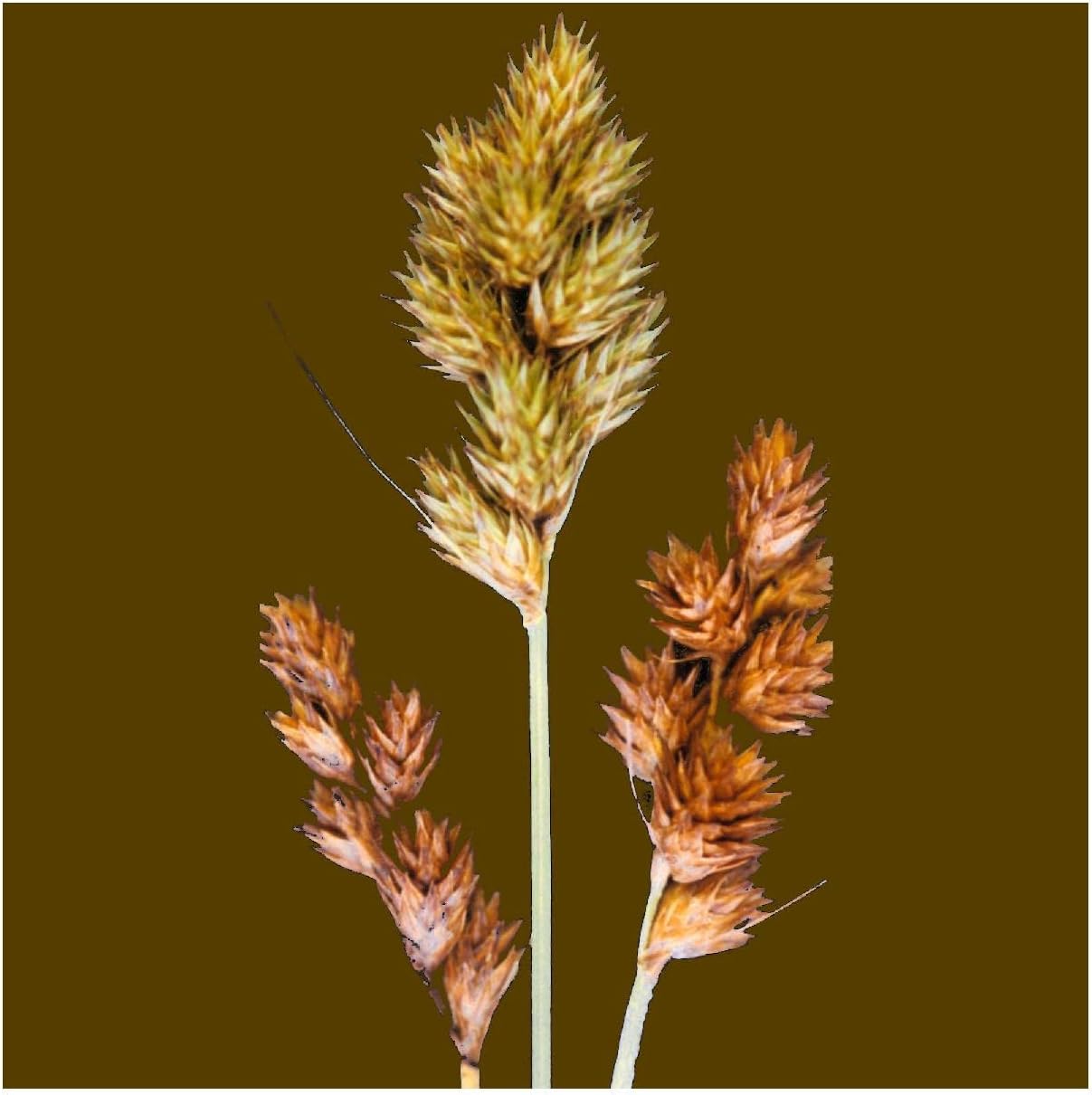 Everwilde Farms - 1 Oz Bebb's Oval Sedge Native Grass Seeds - Gold Vault