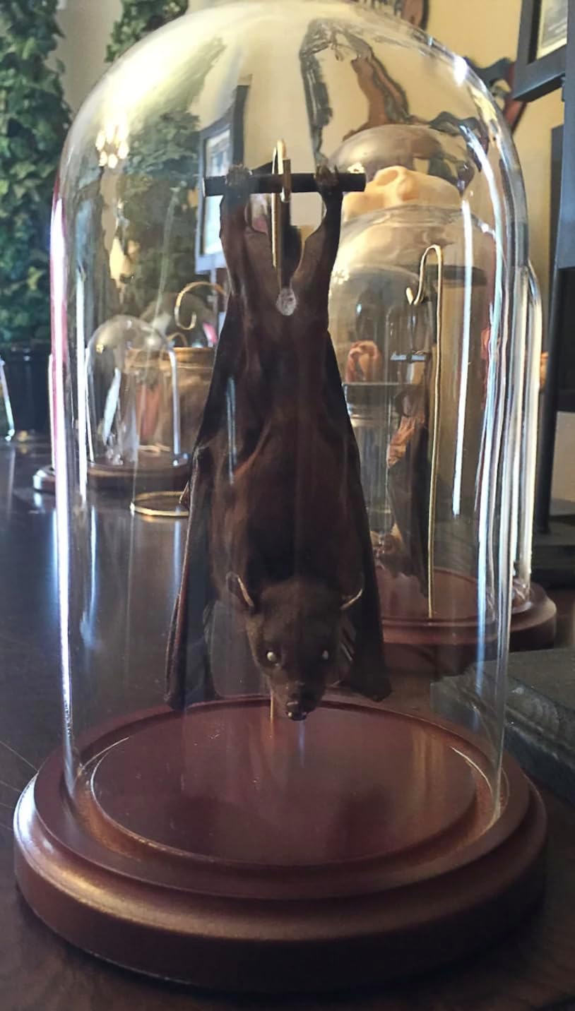 Hanging Bat in Ready to Fly Position - Cynopterus brachyotis in a Glass Dome - Unique Hanging Display - Genuine Preserved Fruit Bat - Elegant Glass Dome Display - Natural Specimen