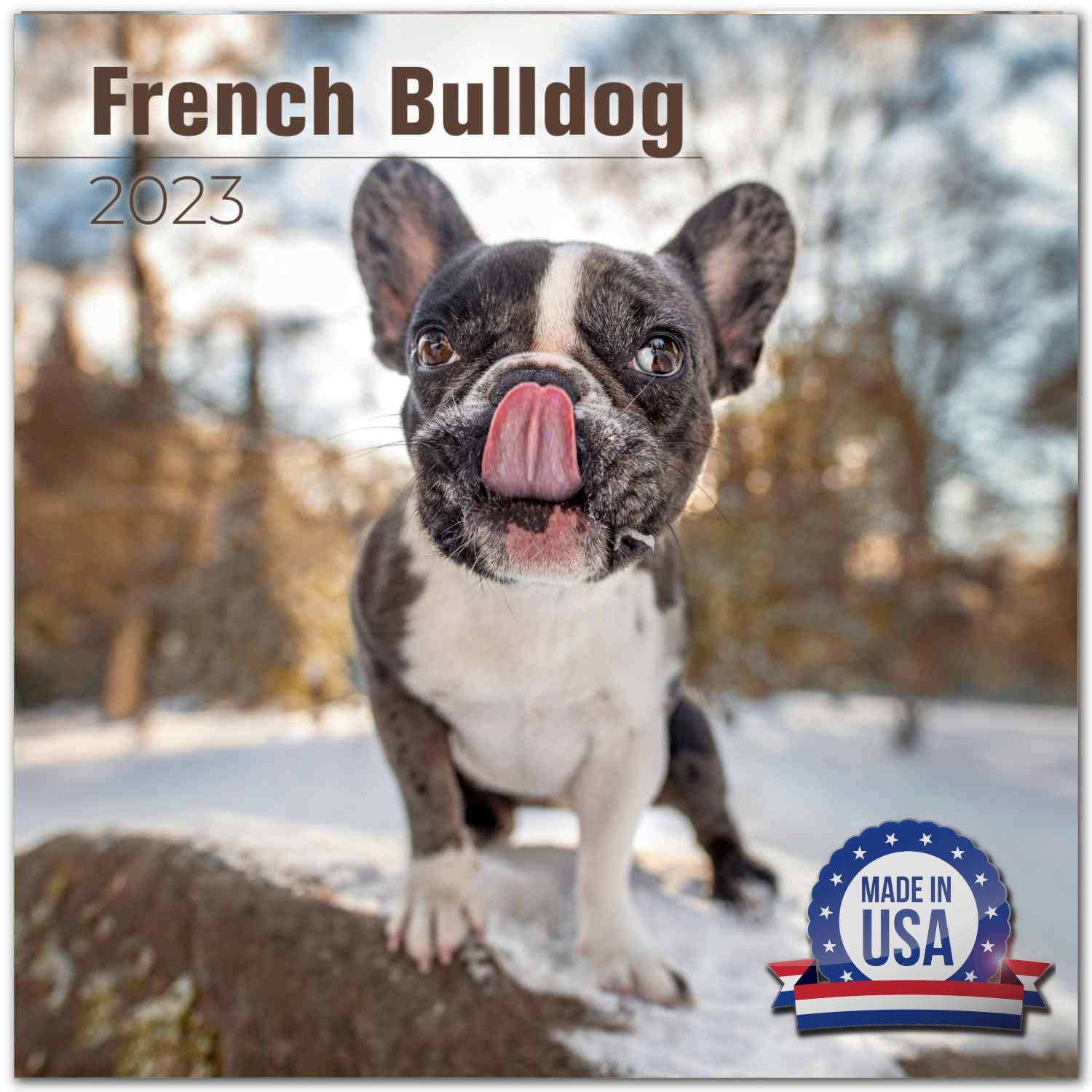 how-long-do-french-bulldogs-bleed-while-in-heat