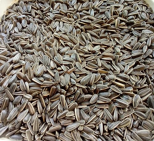 CybeXis Striped Sunflower Seeds- for African Grey Parrot, Amazon-[1Kg]