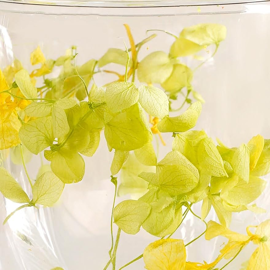 Image of Nestasia Double Wall Glass Mug with Dried Flowers Set of 2 (250ml Each) - Transparent Borosilicate Floral Glass Tea Cups | Lightweight & Durable Coffee Mugs - Perfect for Gifting (Yellow)