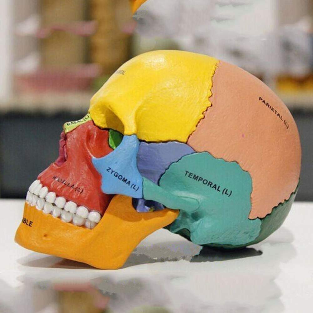 17 Pezzi Scientifico Anatomia Umana 1: 1 Modello Didattico Didattico Crani Ossa di Colore Adulto-Cranio PVC per Una Dimostrazione Didattica di Base in Anatomia