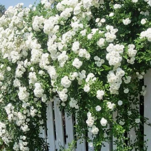 Image of Grafted White Climbing Rose Live Plant with Pot | Hybrid Double Petal Flowering Rose Plant for Home Garden Balcony Terrace | Fragrant Rose Creeper Plant a€ inch Pack of 1
