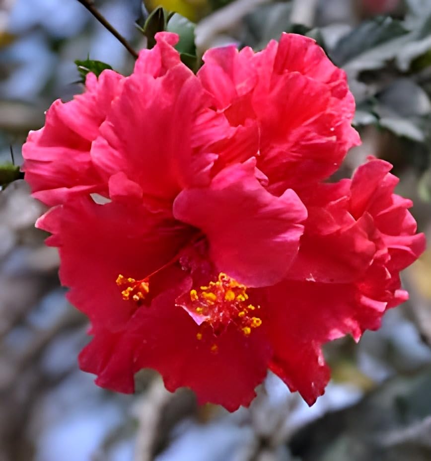 See full amazon price history chart for Hidden Enterprise Indian Most Beautiful Pooja Verity 1 Helthy Double Petel PinkPoncha Mukhi Hibiscus Flower Plant. Tree For Wonderful Home Garden Outdoor & Indoor Flower Plant.Pack Of01 Hidden Enterprise Indian Most Beautiful Pooja Verity 1 Helthy Double Petel PinkPoncha Mukhi Hibiscus Flower Plant. Tree For Wonderful Home Garden Outdoor & Indoor Flower Plant.Pack Of01 (B0D6P2SKB1) Amazon Price History, Amazon Price Tracker
