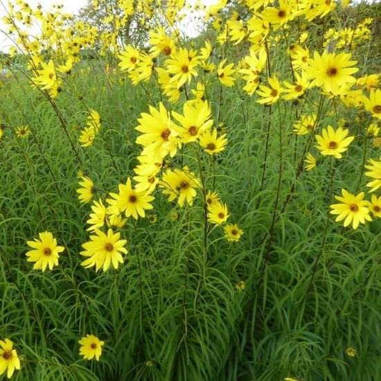 6x Helianthus salicifolius – Vaso 9x9 cm – pianta perenne alta fioritura gialla giardino