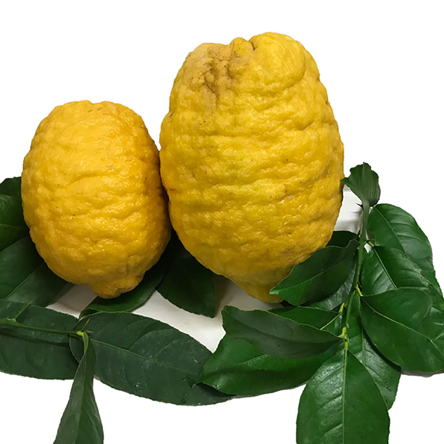 SAVINI VIVAI Pianta di Cedro Albero di Agrumi Cedro Gigante in Vaso da 20 cm Altezza 70 cm 2-3 Anni di innesto Made Italy