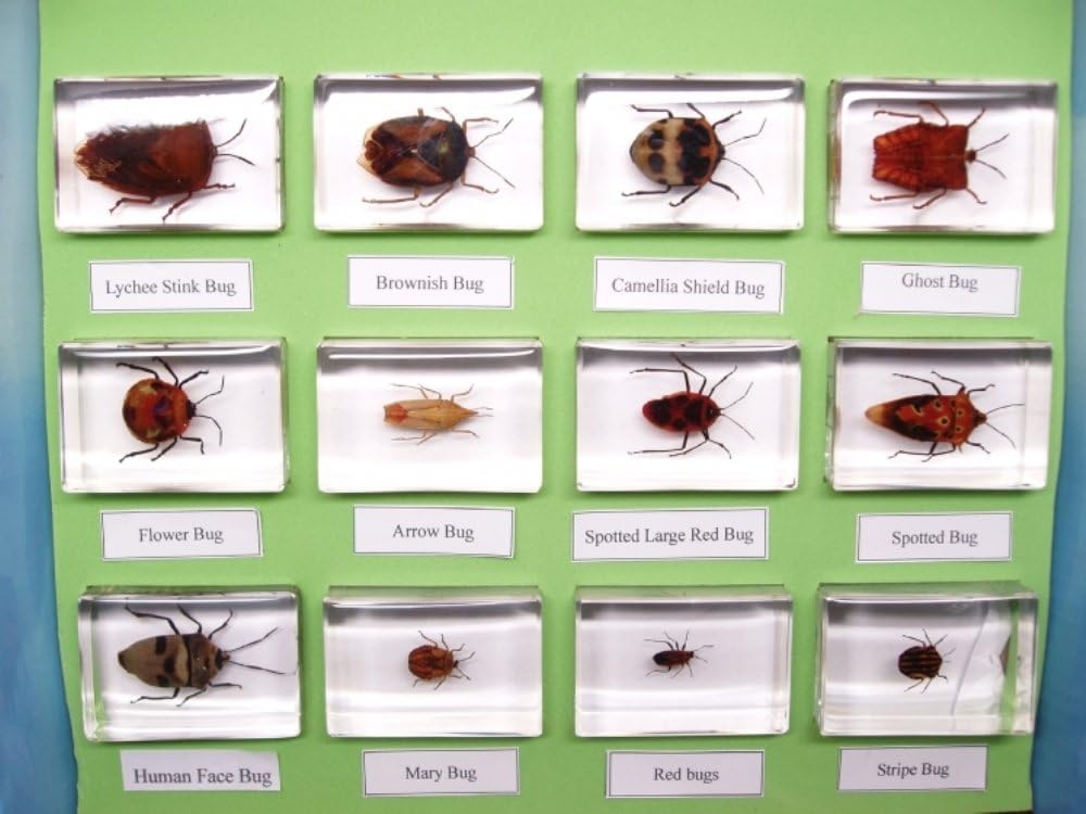 Insect Collection - 12 Bug Collection in Acrylic
