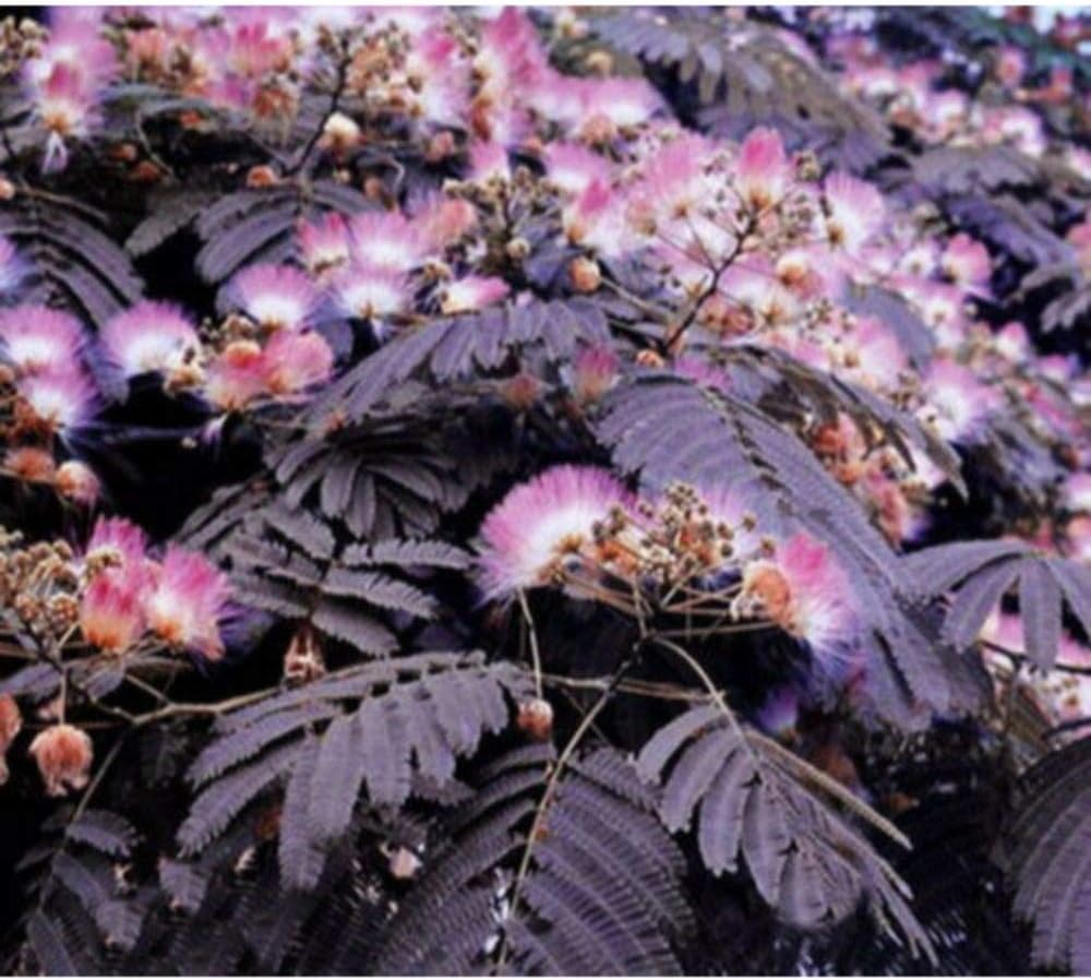 Albizia Purple Mimosa Summer Chocolate Tree 6 Seeds Plant R1