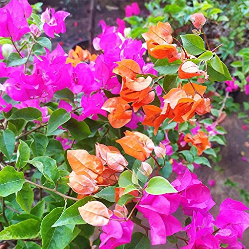 LHTL 10pcs River Birch Tree Seeds