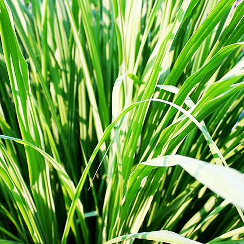 200 Lemon Grass Seeds - Cymbopogon Flexuosus ,Refreshing and Pleasant